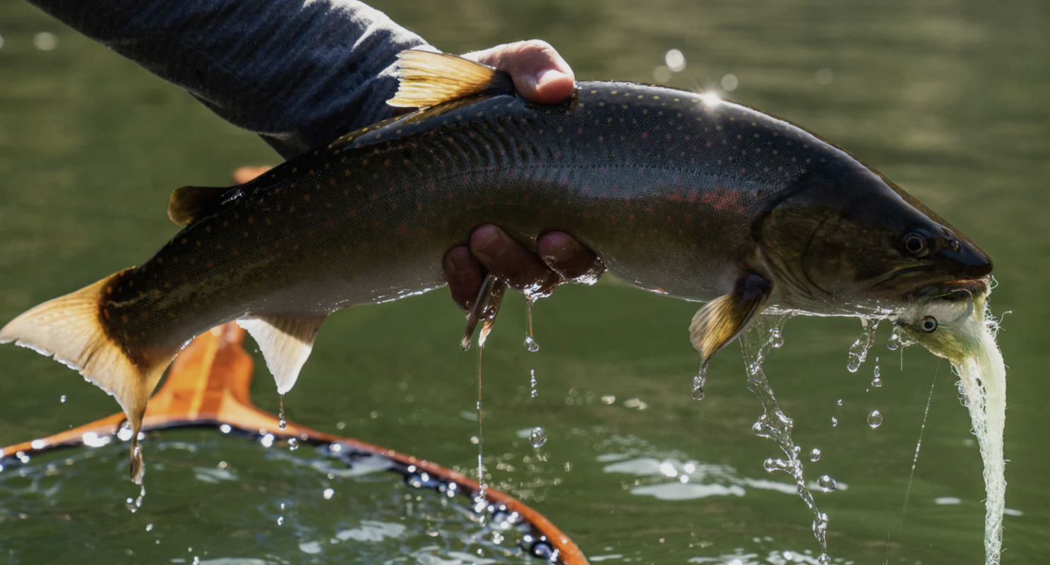 Lake Billy Chinook Trip Full Day